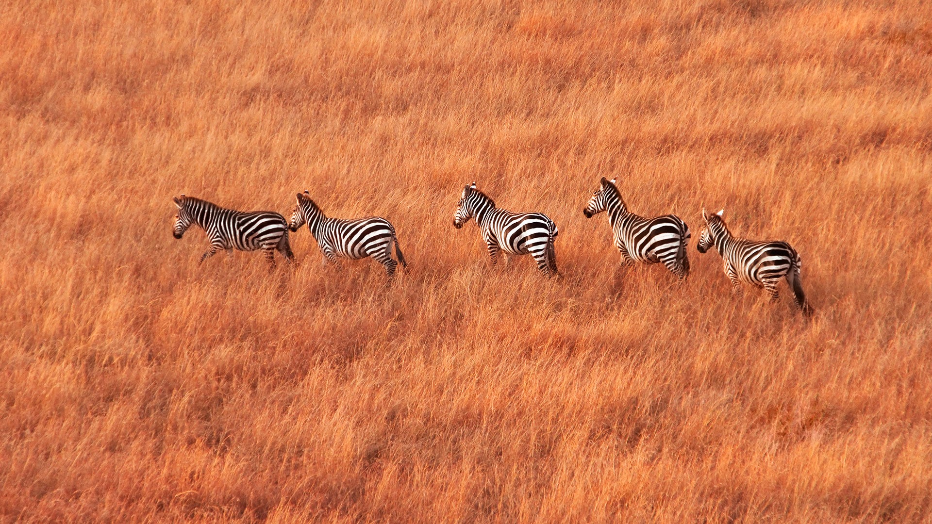 Wildlife crossing the golden savannah